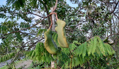 Jacaranda brasiliana