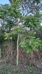 Jacaranda brasiliana
