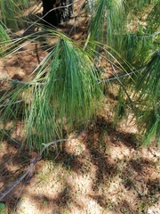 Pinus armandi