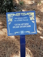 Pinus armandi