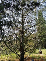 Pinus armandi