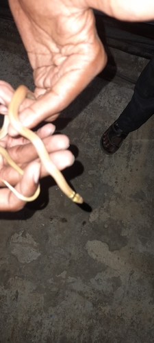 Jerdon's Many-tooth Snake, Sibynophis subpunctatus