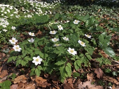 Anemonoides nemorosa