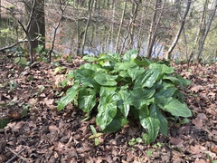 Arum maculatum