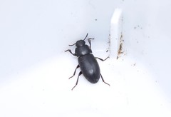 Opatroides punctulatus