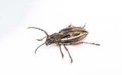 Dorcadion pilosipenne