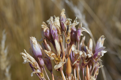 Gentianella corymbifera