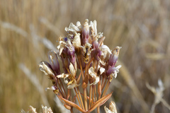 Gentianella corymbifera