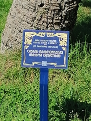 Sabal palmetto palmetto