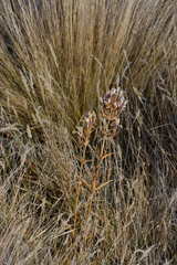Gentianella corymbifera