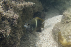 Chrysiptera biocellata