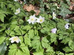 Anemonoides nemorosa