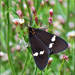 New Zealand Magpie Moth - Photo (c) Grahame, some rights reserved (CC BY-NC-ND), uploaded by Grahame