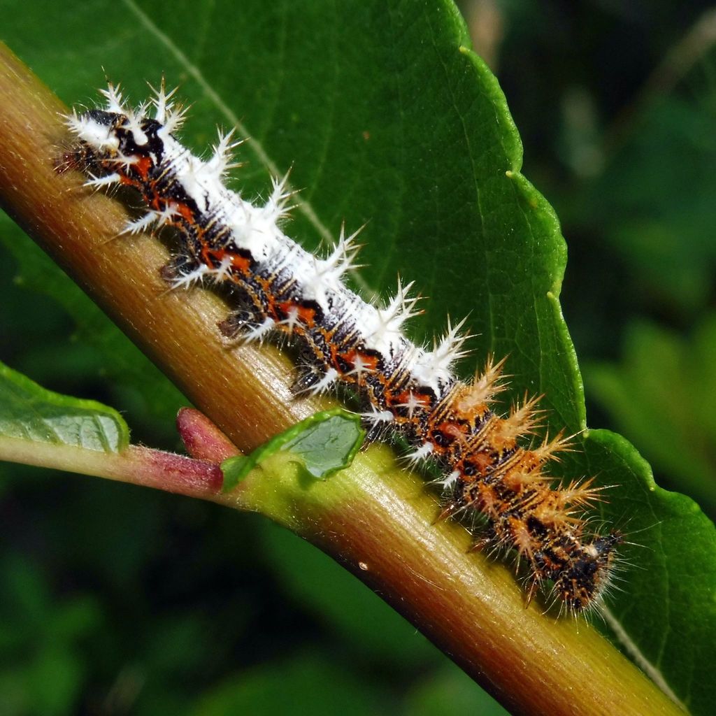 European Comma