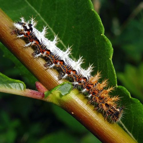 Karpytūnė nuotrauka