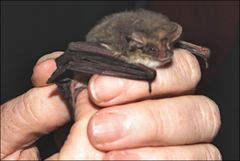 Nyctophilus geoffroyi