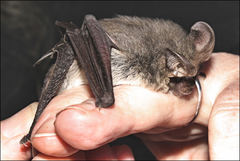 Nyctophilus geoffroyi