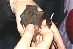 Nyctophilus geoffroyi