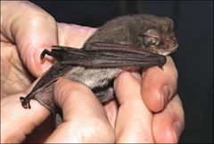 Nyctophilus geoffroyi