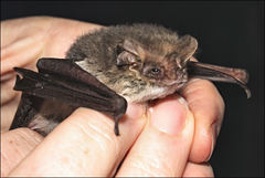 Nyctophilus geoffroyi