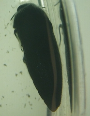 Acmaeodera cylindrica