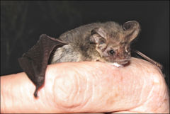 Nyctophilus geoffroyi