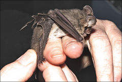 Nyctophilus geoffroyi