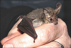 Nyctophilus geoffroyi