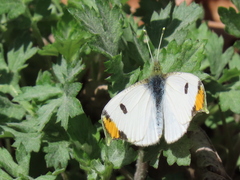 Anthocharis scolymus