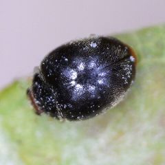 Scymnus auritus