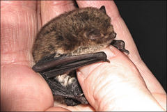 Vespadelus vulturnus