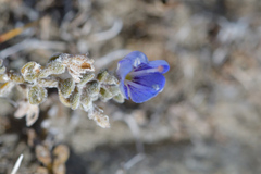 Veronica lilliputiana