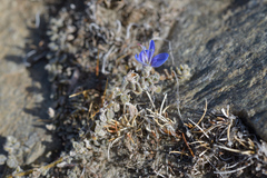 Veronica lilliputiana