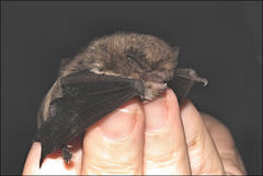 Vespadelus vulturnus