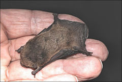 Vespadelus vulturnus