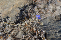 Veronica lilliputiana