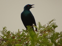 Lamprotornis chalcurus