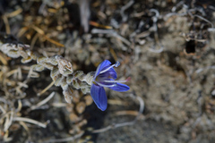 Veronica lilliputiana