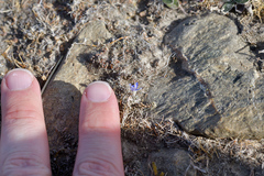 Veronica lilliputiana