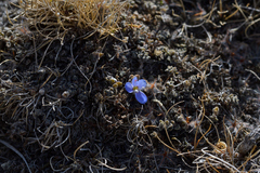 Veronica lilliputiana