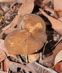 Lactifluus wirrabara