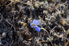 Veronica lilliputiana