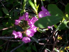 Kalmia polifolia