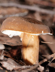 Lactifluus wirrabara