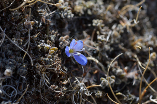 Image of Veronica lilliputiana by (c) Christopher Stephens, some rights reserved (CC BY-SA)