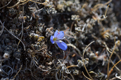 Veronica lilliputiana