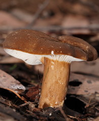 Lactifluus wirrabara