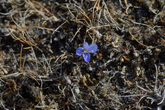 Veronica lilliputiana