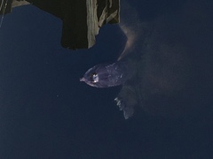 Apalone ferox image