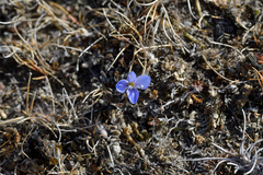 Veronica lilliputiana
